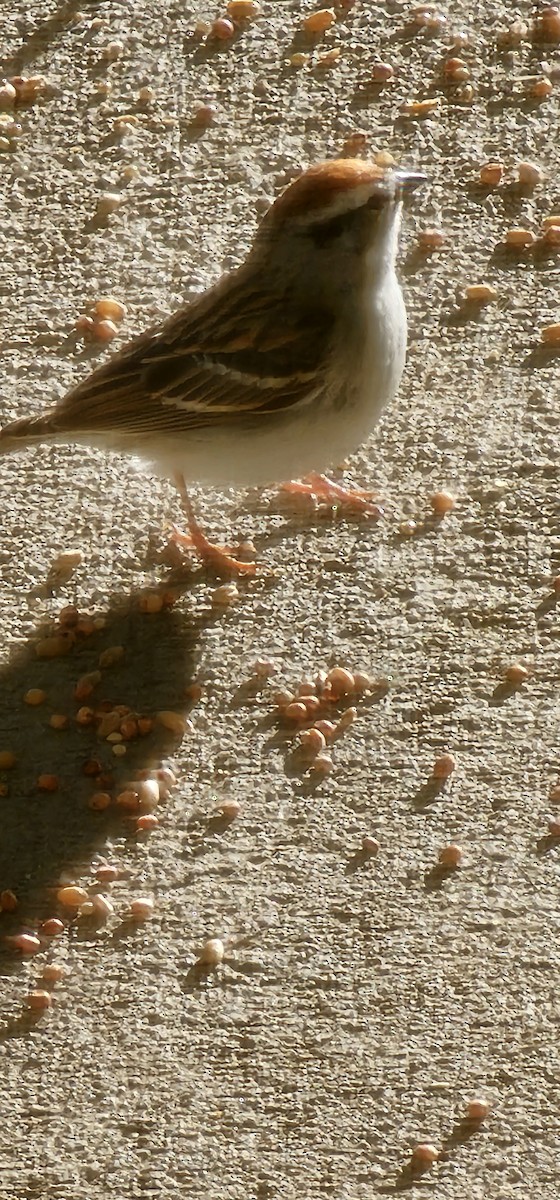 Chipping Sparrow - ML618586415