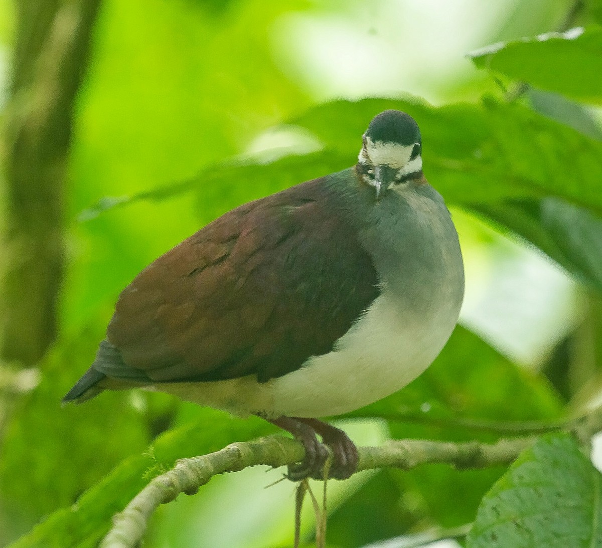 Purple Quail-Dove - ML618586418