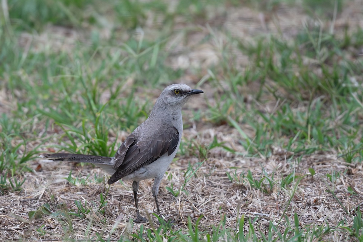 Tropical Mockingbird - ML618586448