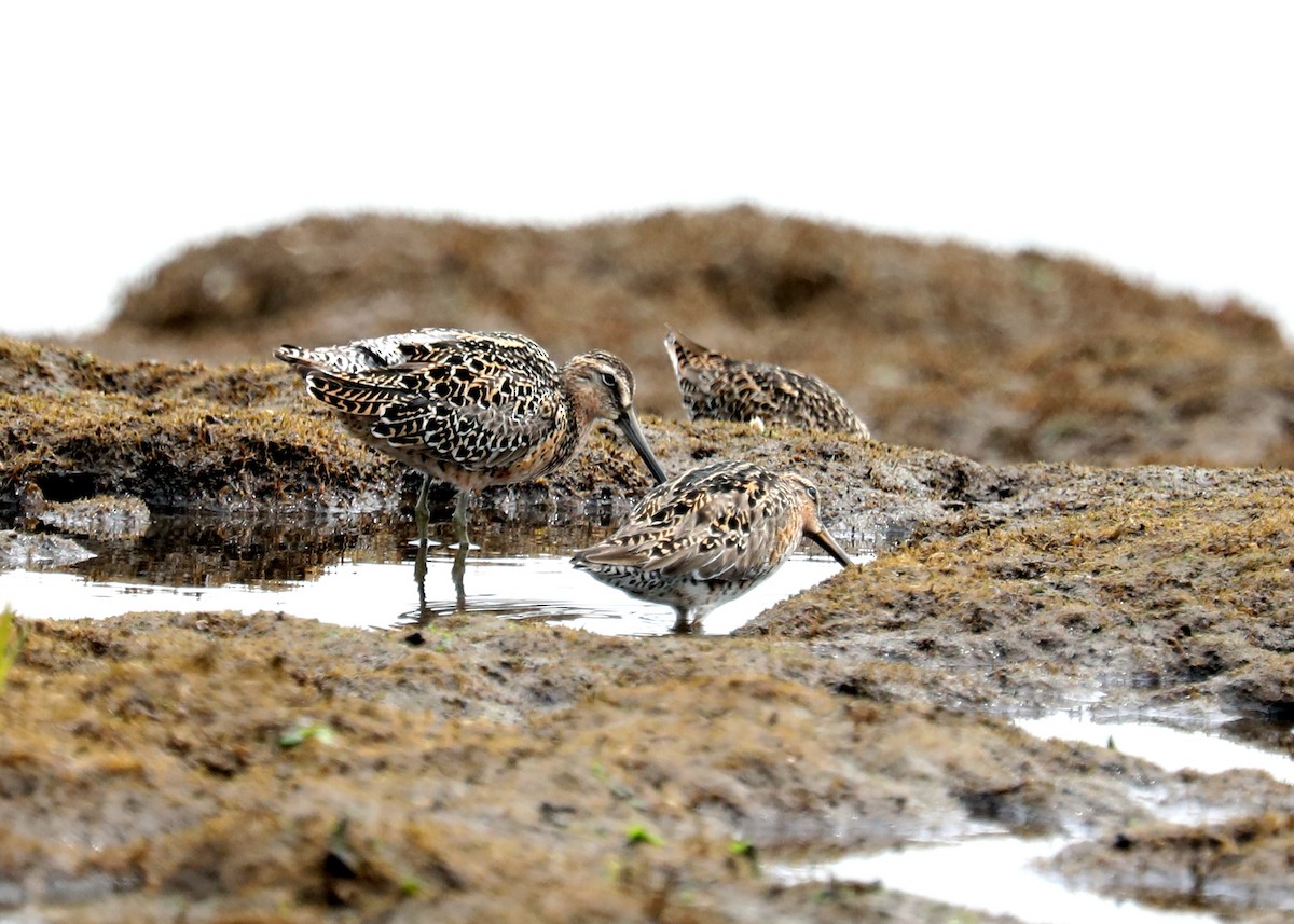 Short-billed Dowitcher - ML618586465