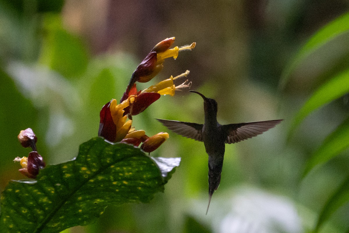 Great-billed Hermit - ML618586475