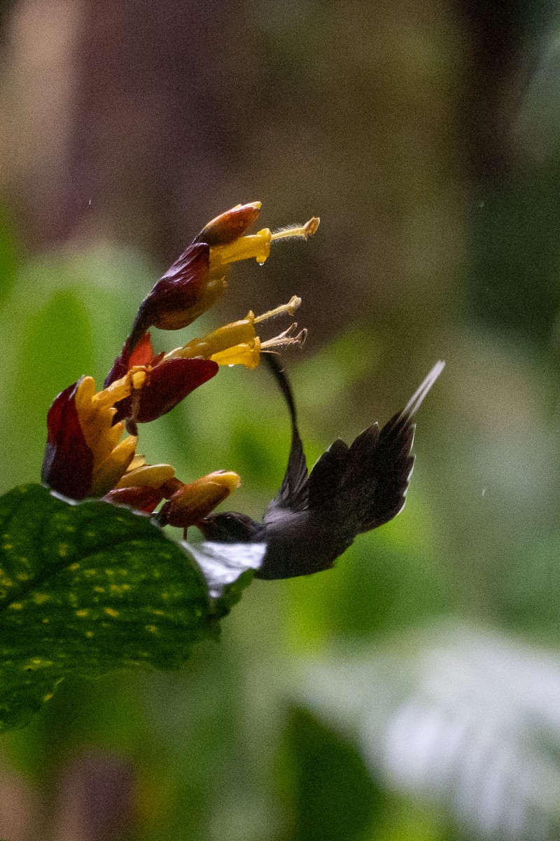 Great-billed Hermit - ML618586476