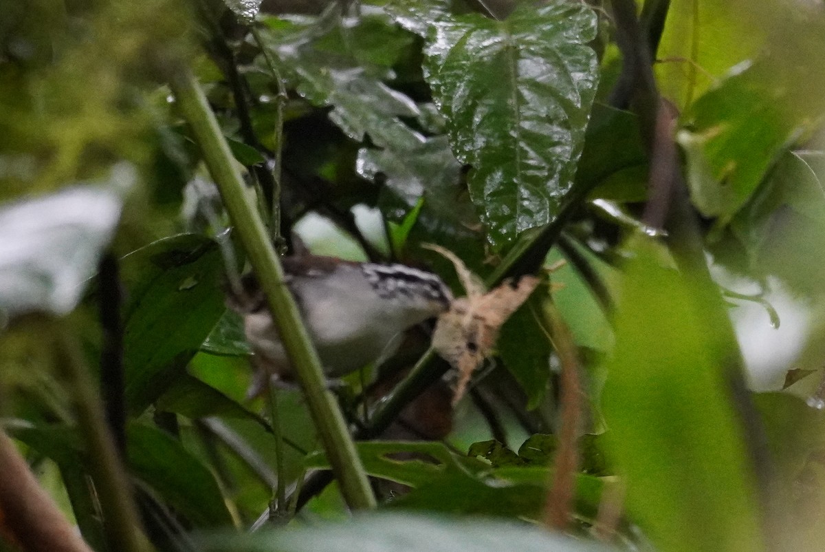 White-breasted Wood-Wren - Paul von Dewitz