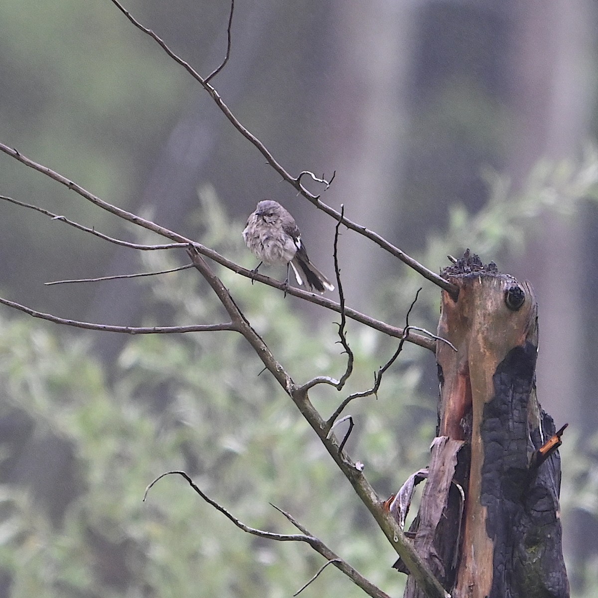 Northern Mockingbird - Chad Ludwig