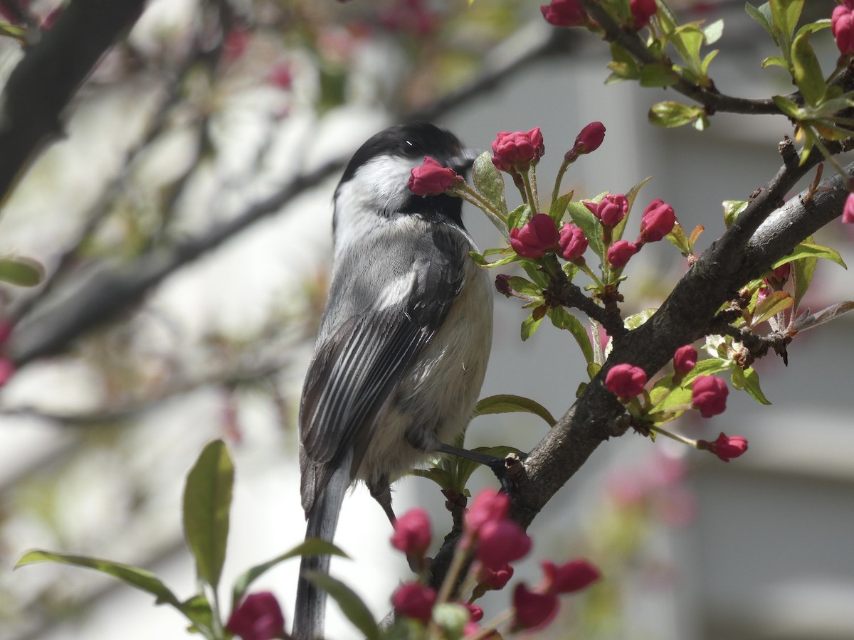 Black-capped Chickadee - ML618586511