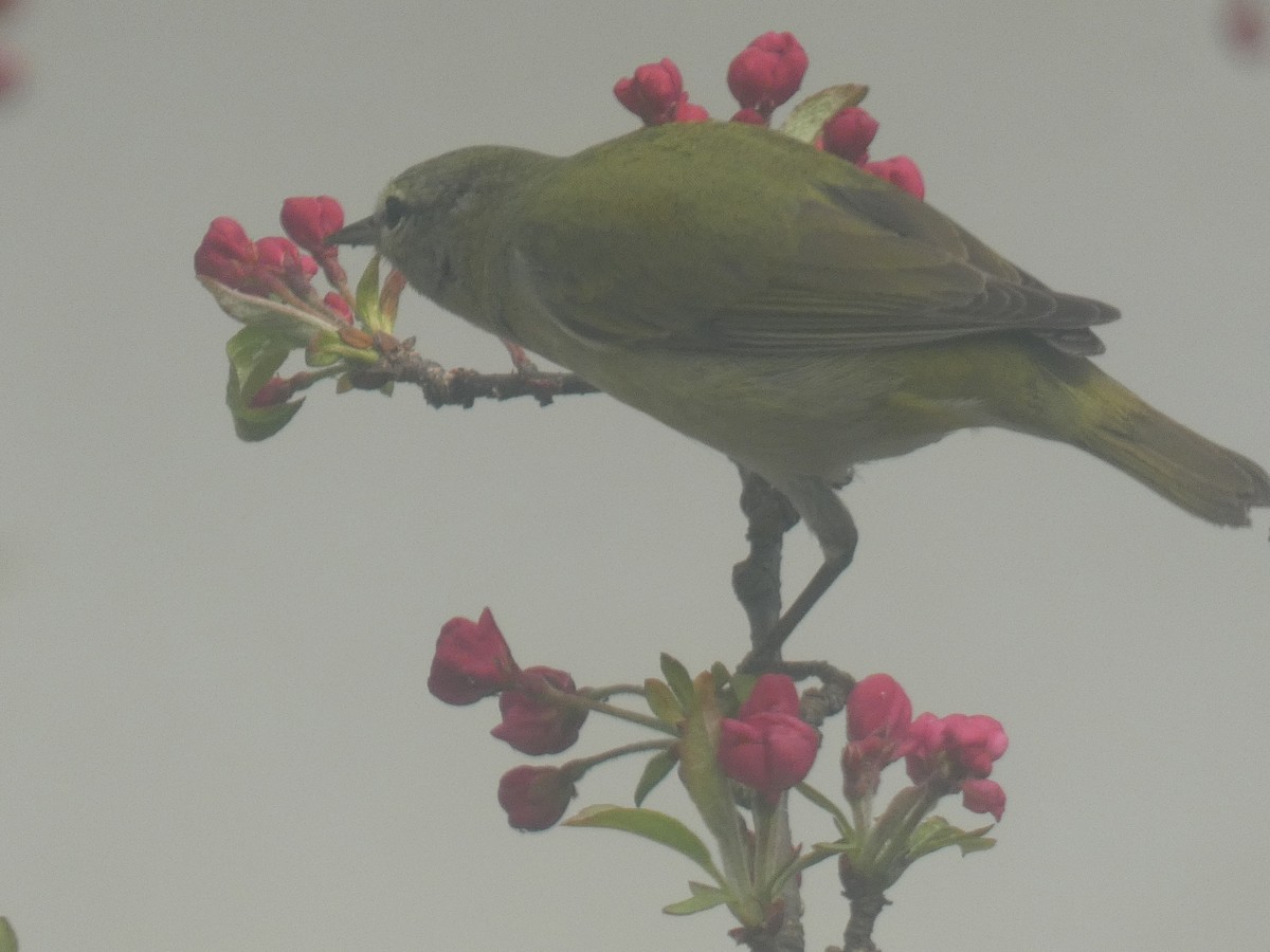 Tennessee Warbler - ML618586537