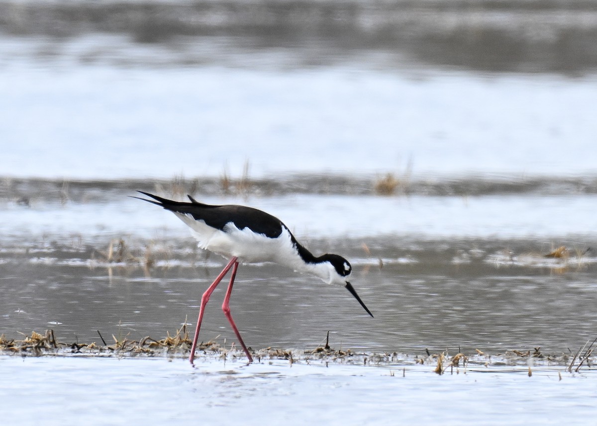 Black-necked Stilt - ML618586545