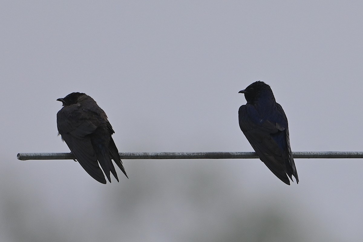 Purple Martin - ML618586549