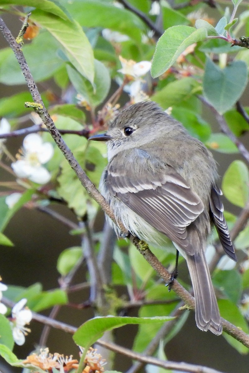Dusky Flycatcher - ML618586558
