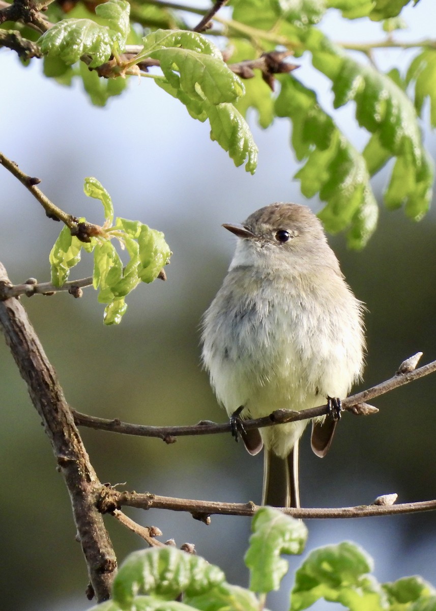 Dusky Flycatcher - ML618586559