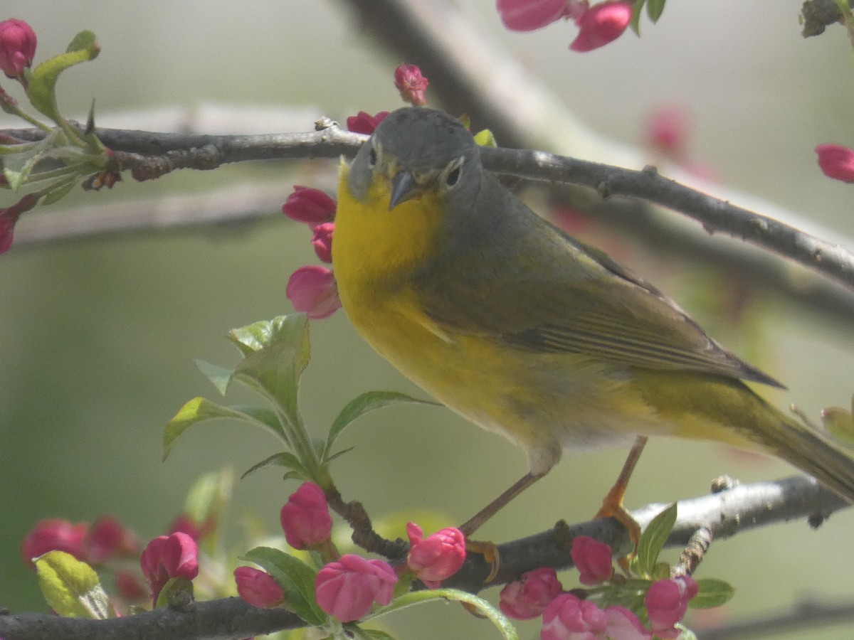 Nashville Warbler - ML618586562