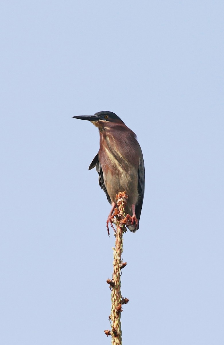 Green Heron - Elizabeth Brensinger