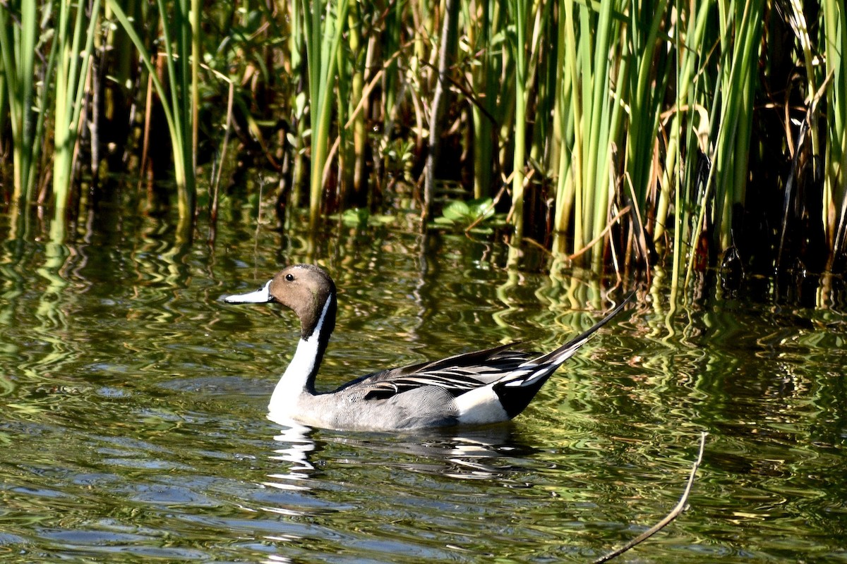 Northern Pintail - Alena Capek