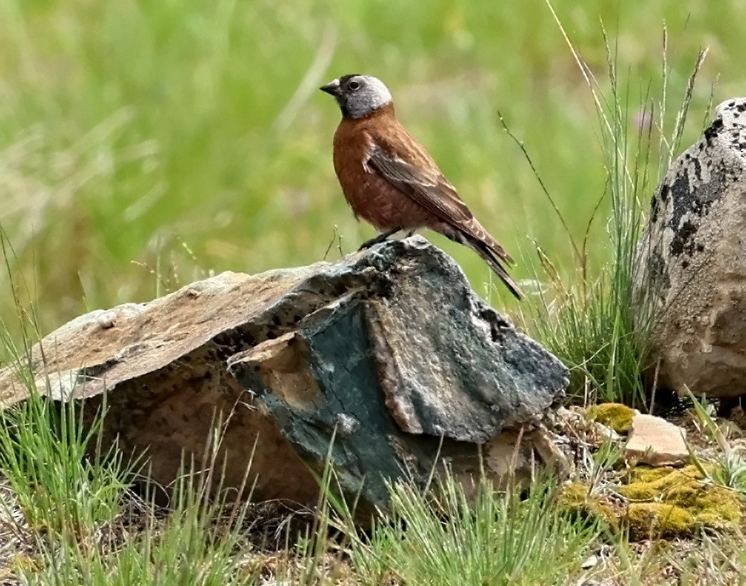 Gray-crowned Rosy-Finch (Hepburn's) - ML618586800