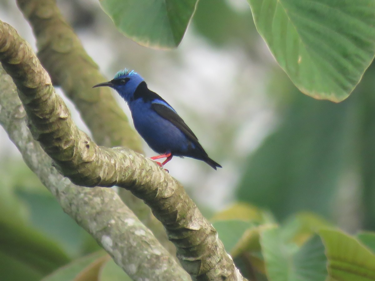 Red-legged Honeycreeper - ML618586832