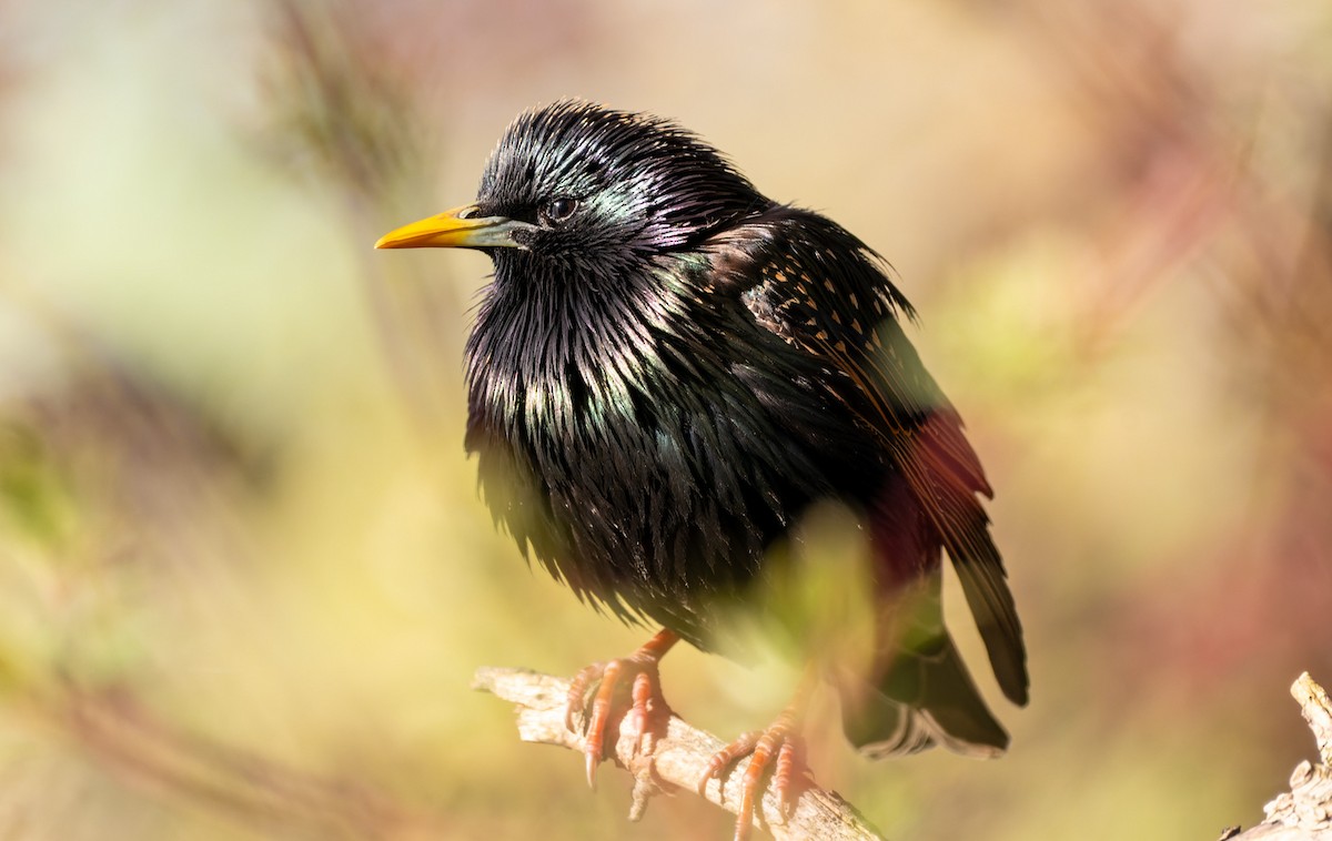 European Starling - Victoria Pepe