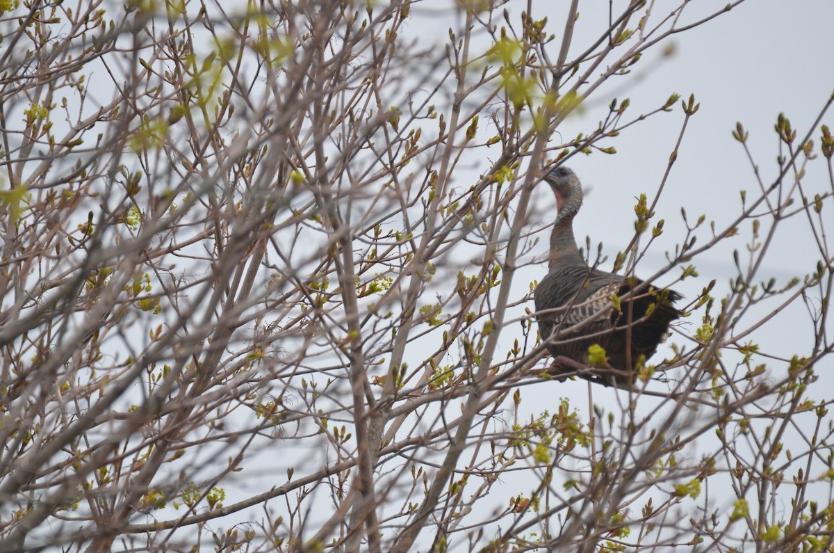 Wild Turkey - Richard Garrigus