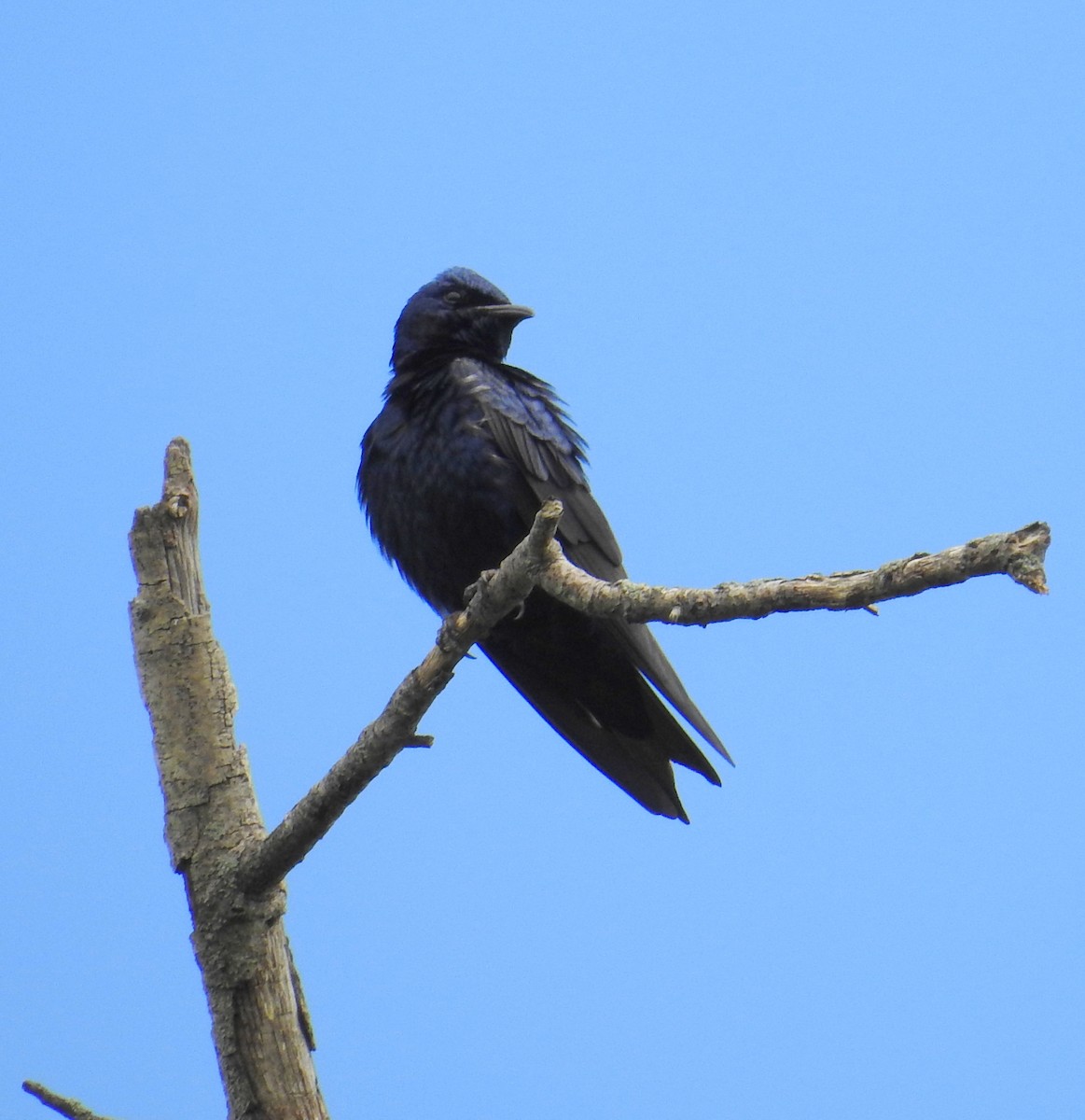 Purple Martin - ML618586853