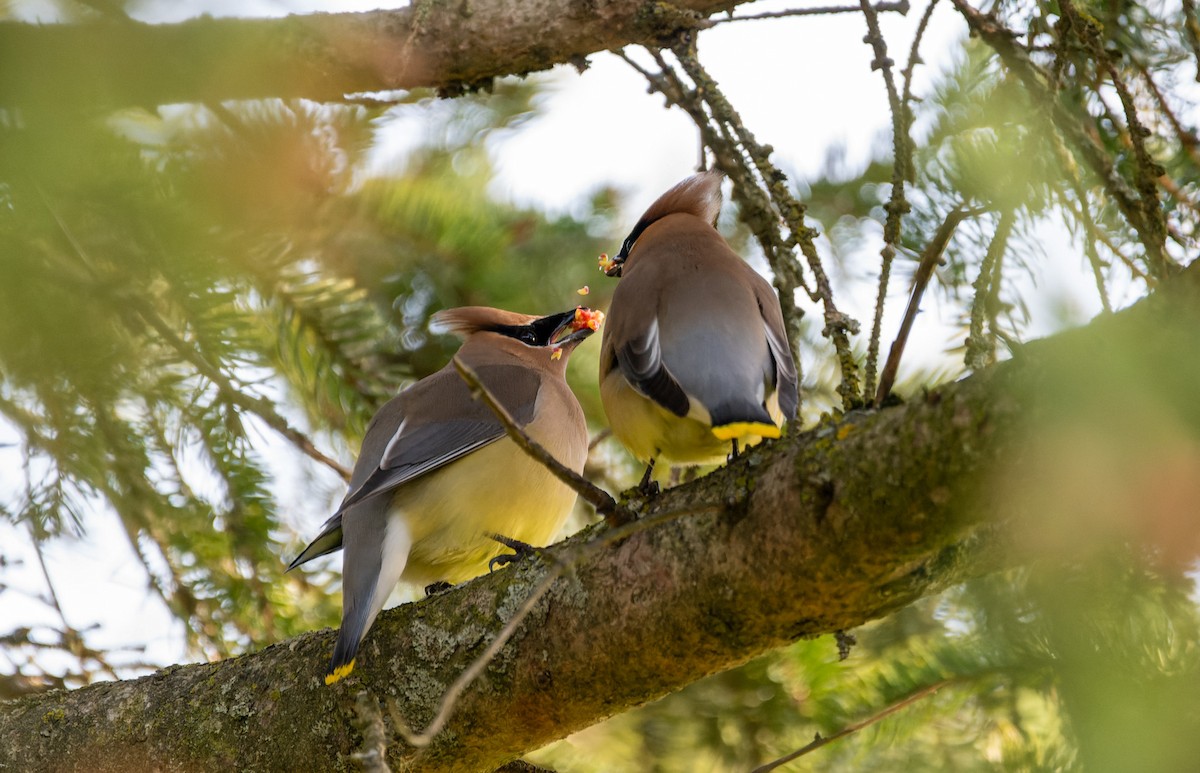 Cedar Waxwing - Victoria Pepe