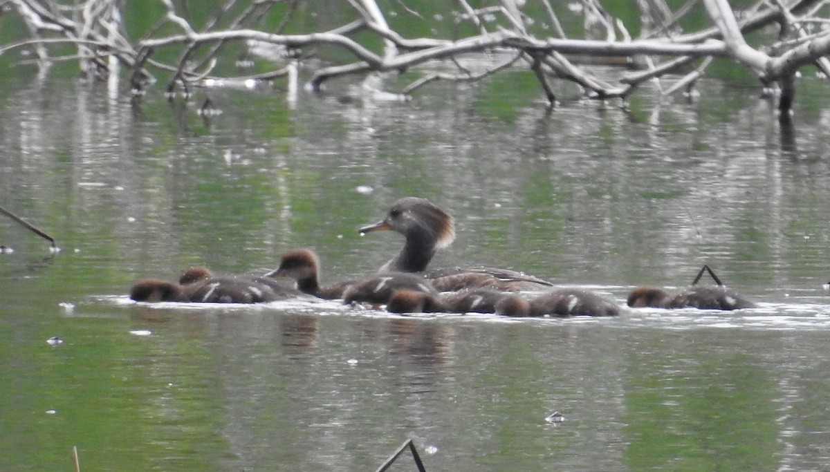 Hooded Merganser - ML618586880