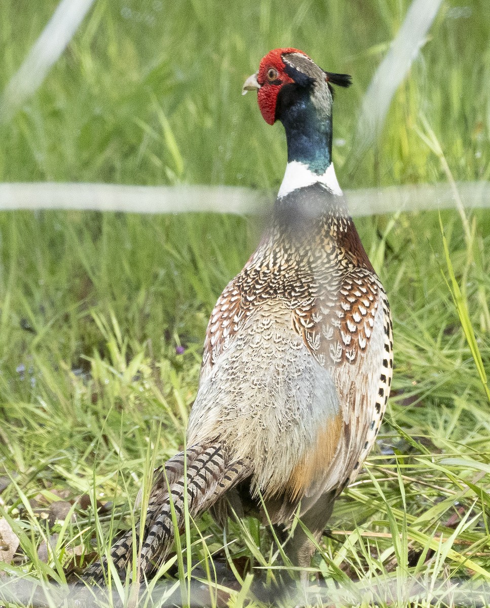 Ring-necked Pheasant - Mike Wheeler