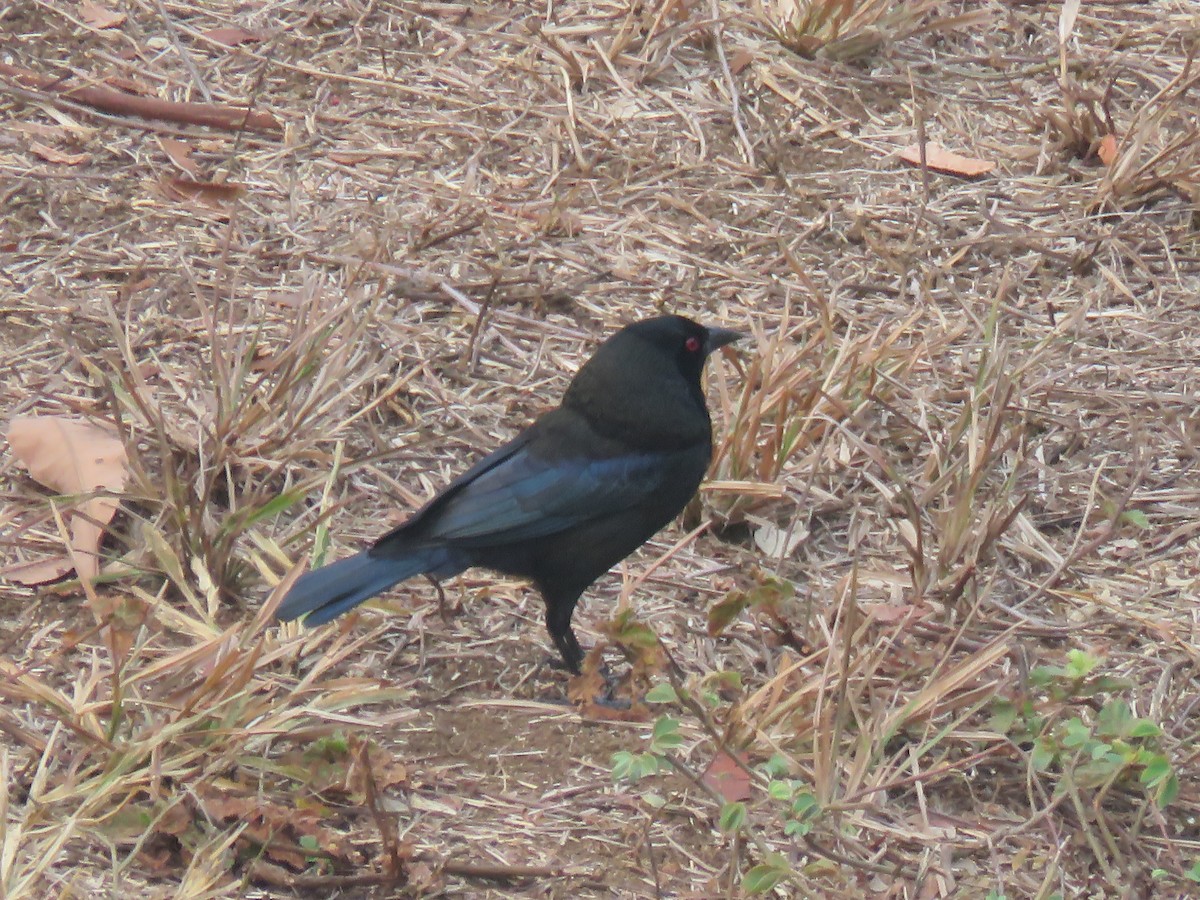 Bronzed Cowbird - Paul Stufkens