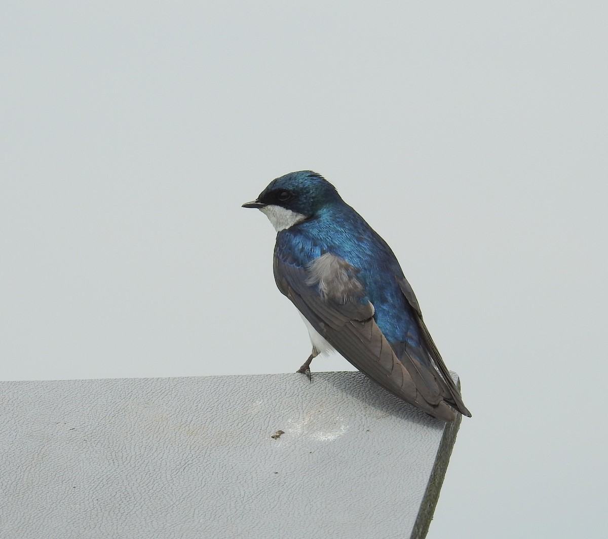 Tree Swallow - ML618586924