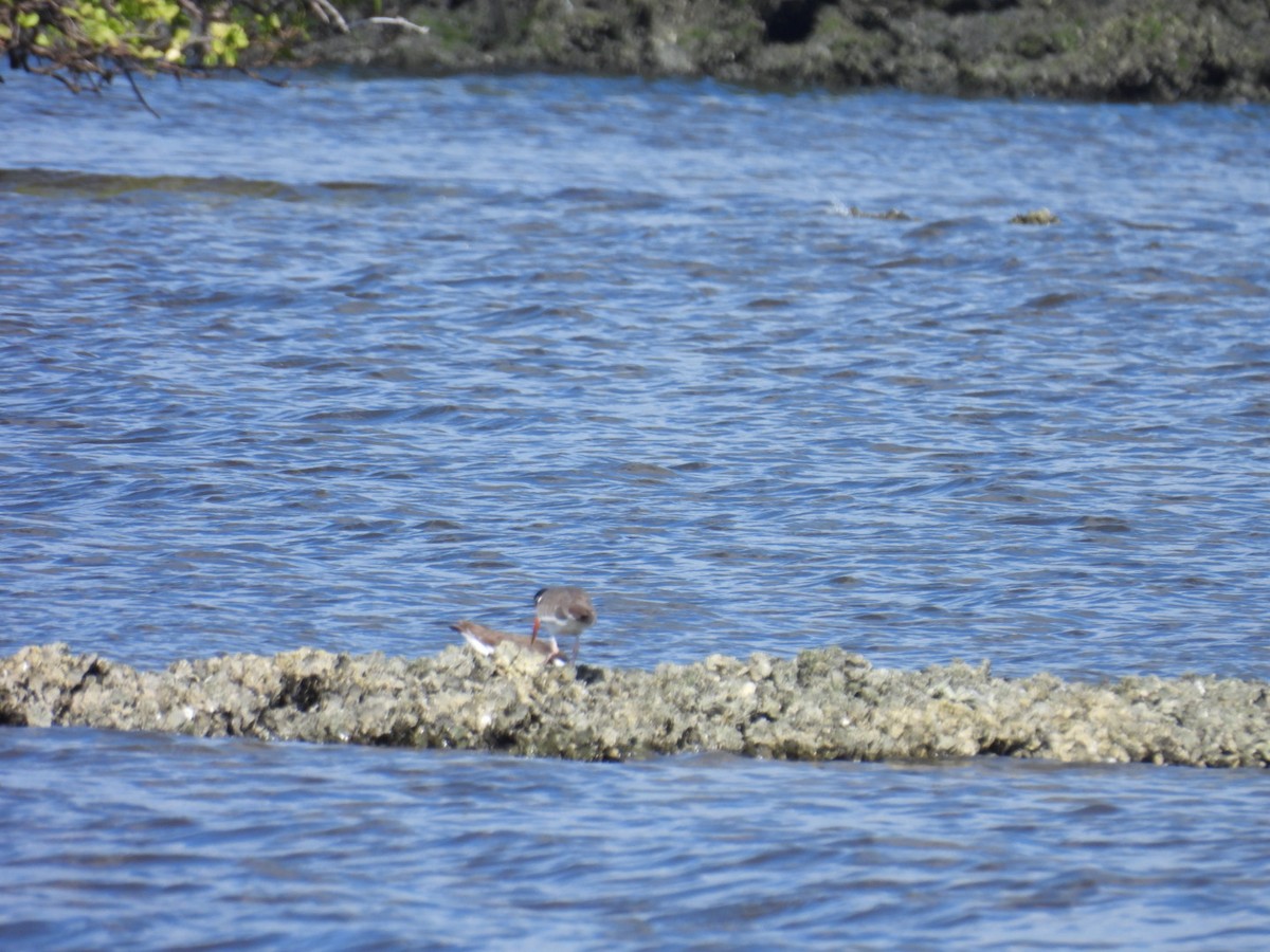 American Oystercatcher - ML618586934