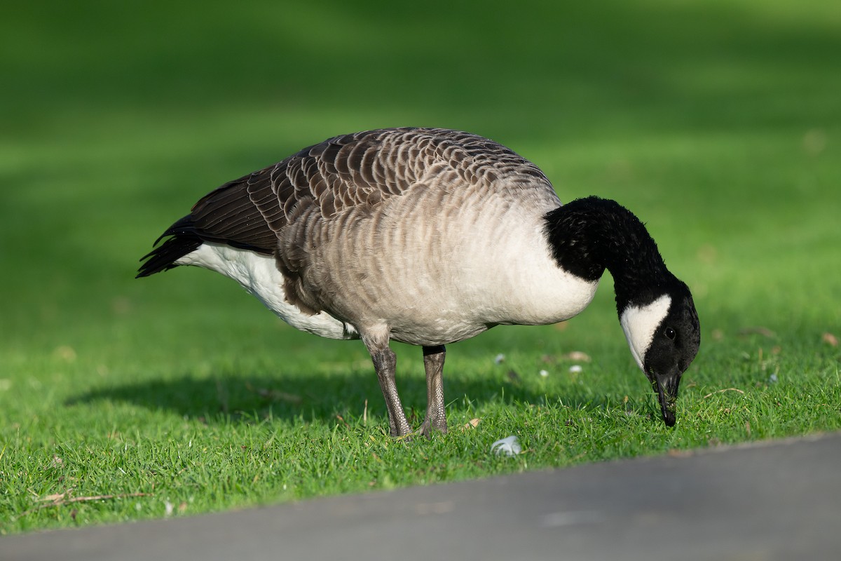 Canada Goose - ML618586947