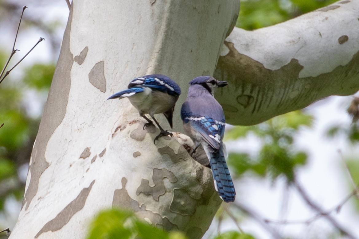 Blue Jay - Camille James