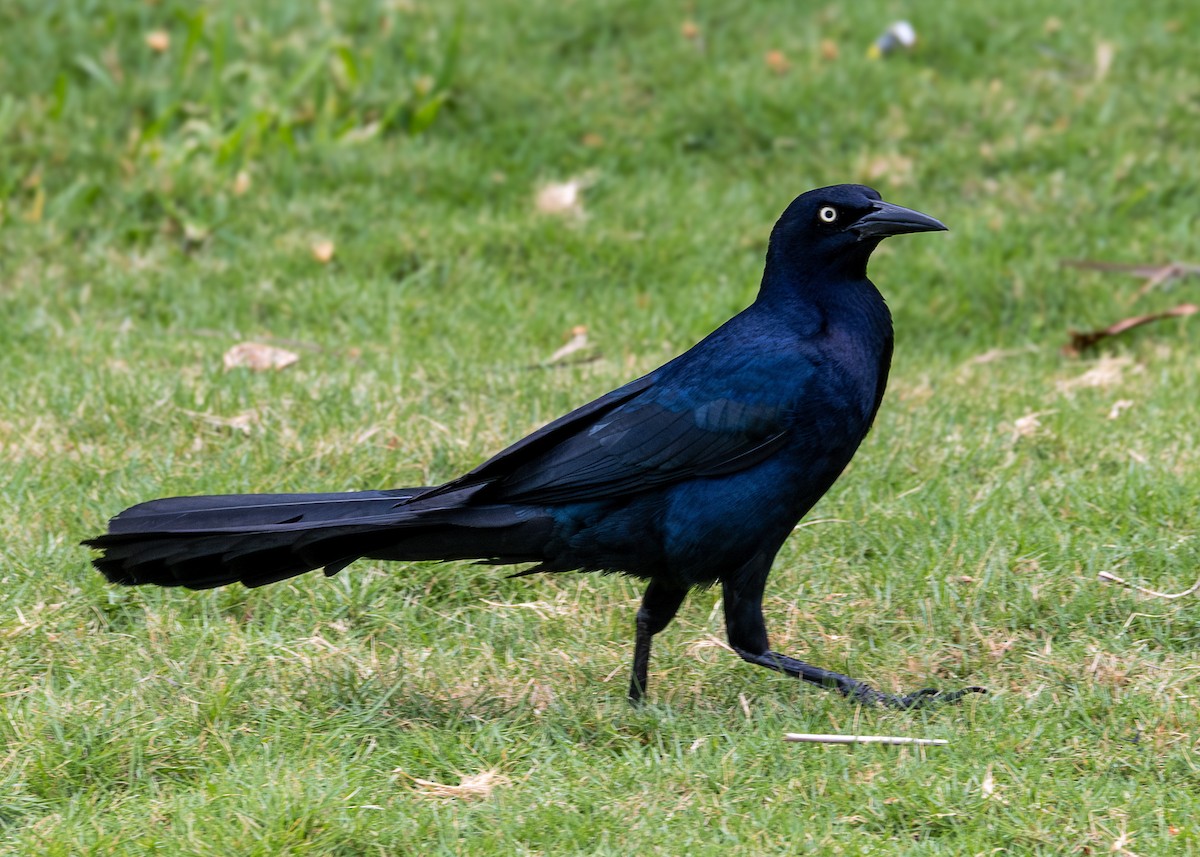 Great-tailed Grackle - Marie-Andree Boucher-Beaulieu