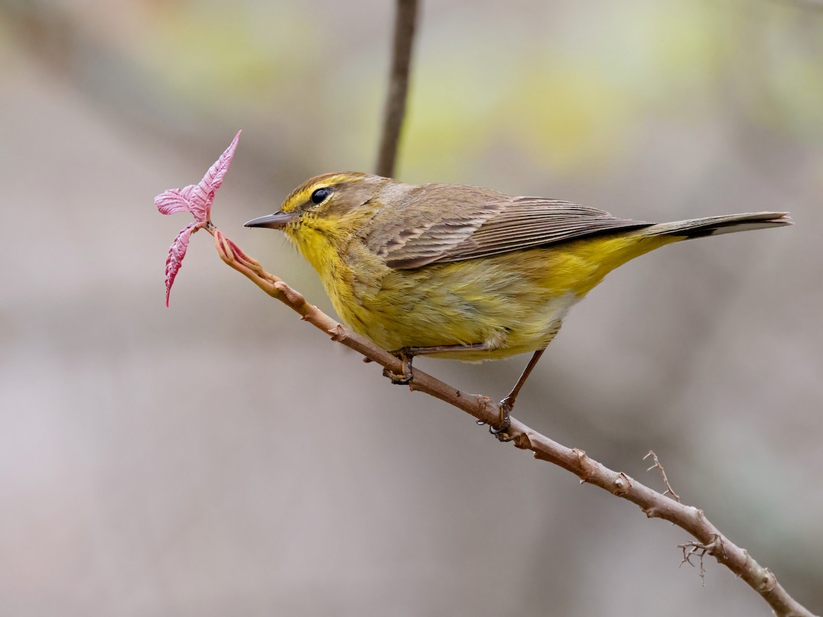 Palm Warbler (Yellow) - Mark Forney