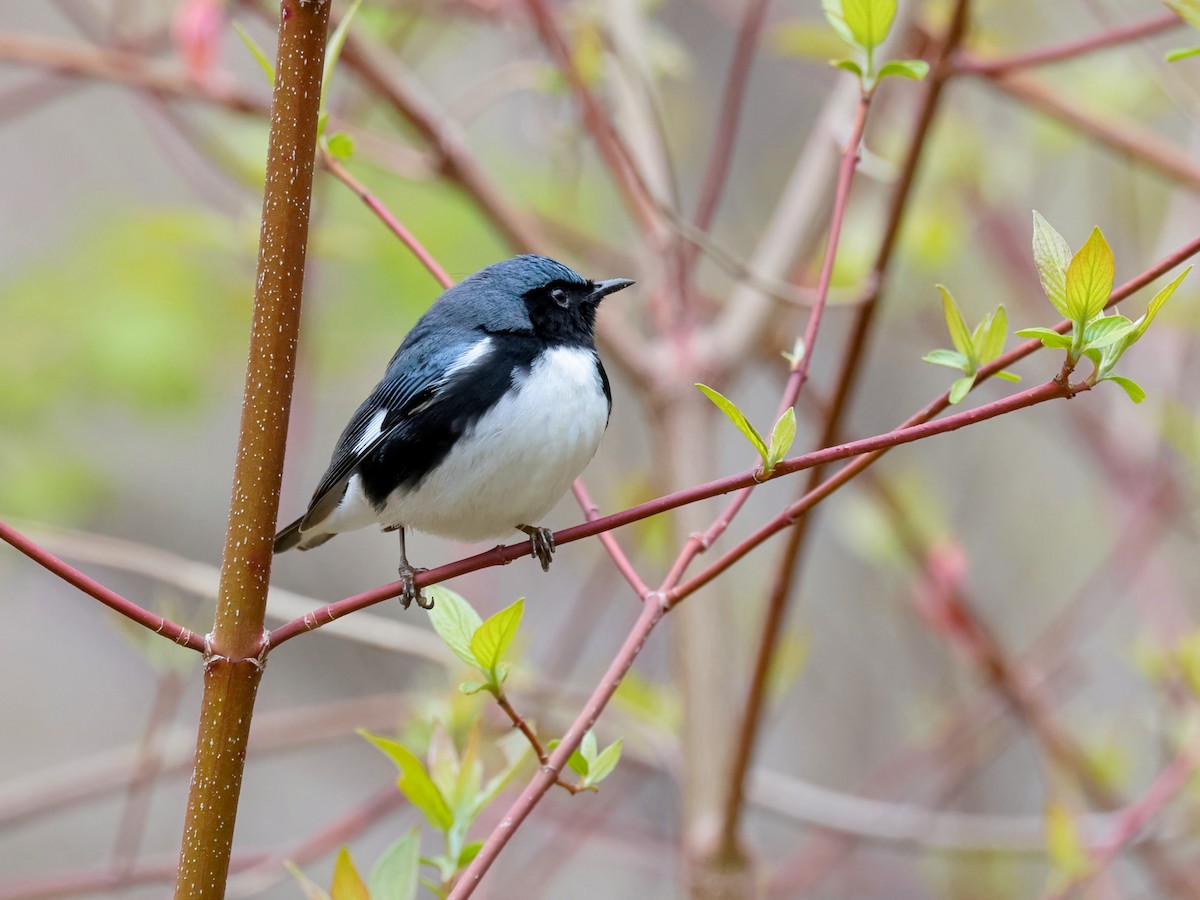 Black-throated Blue Warbler - Mark Forney