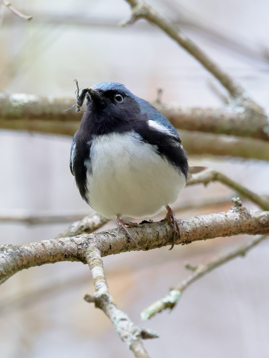 Black-throated Blue Warbler - Mark Forney