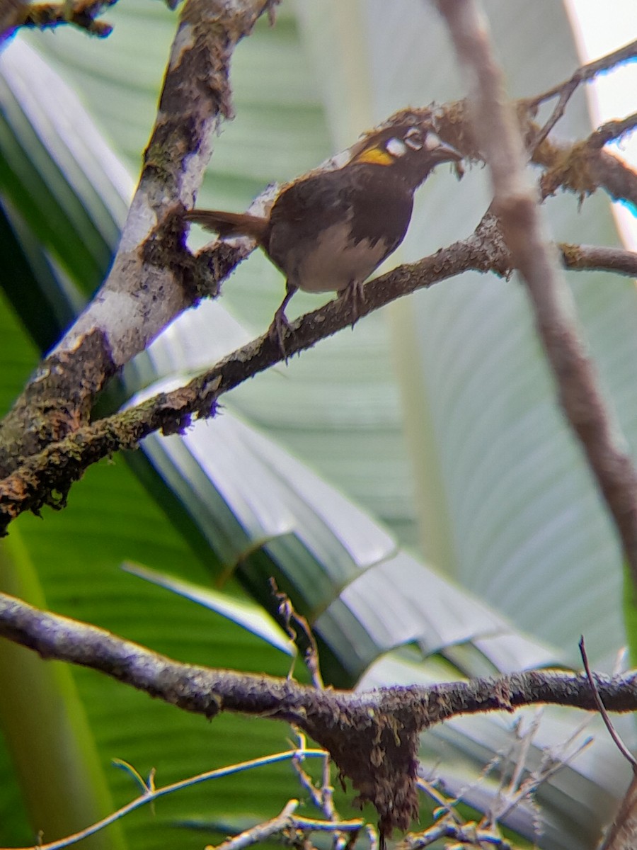 White-eared Ground-Sparrow - Pablo Ortiz Ochoa
