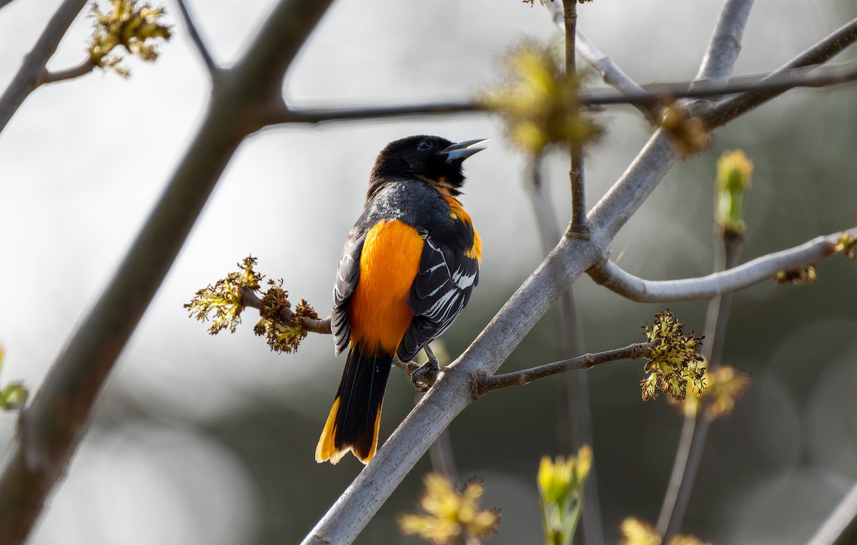 Baltimore Oriole - Victoria Pepe