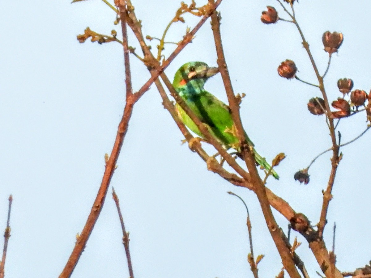 barbet modrouchý - ML618587089