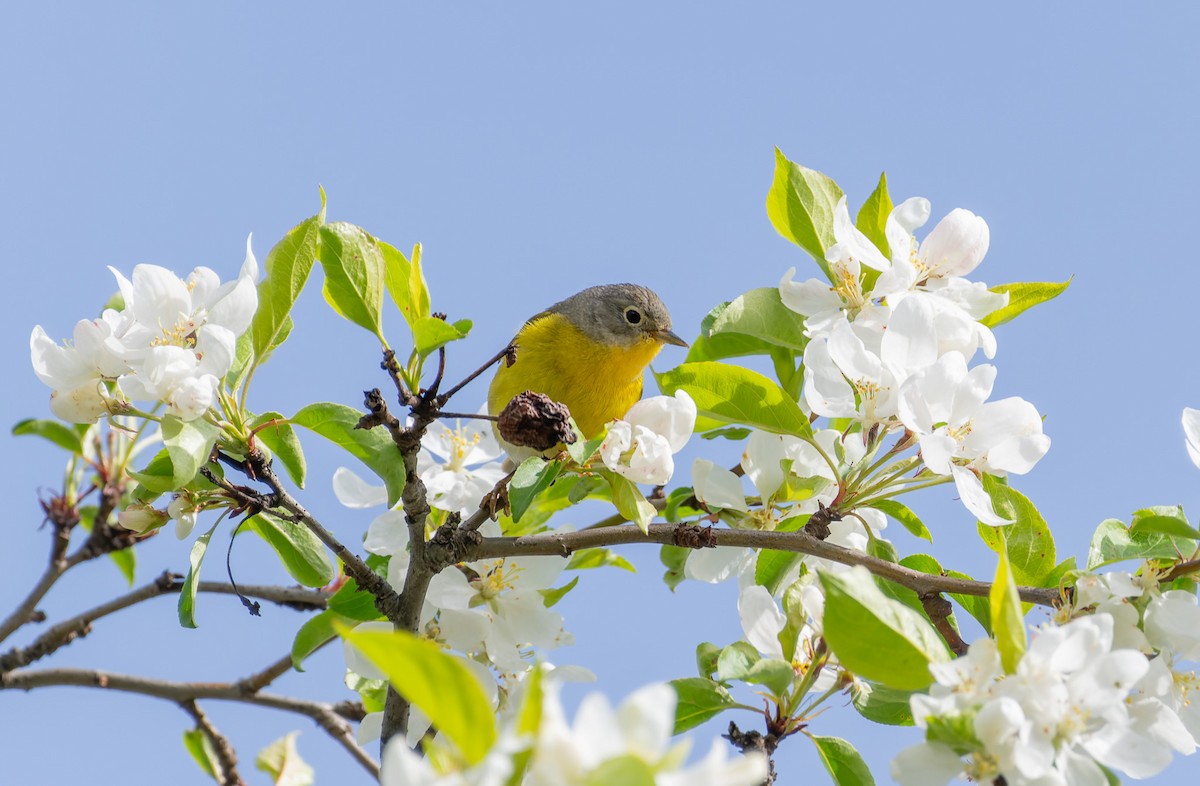 Nashville Warbler - Victoria Pepe