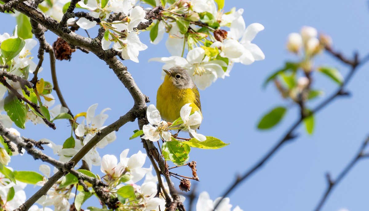 Nashville Warbler - Victoria Pepe