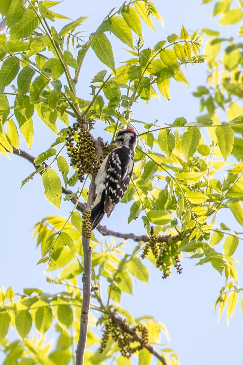 Downy Woodpecker - Camille James