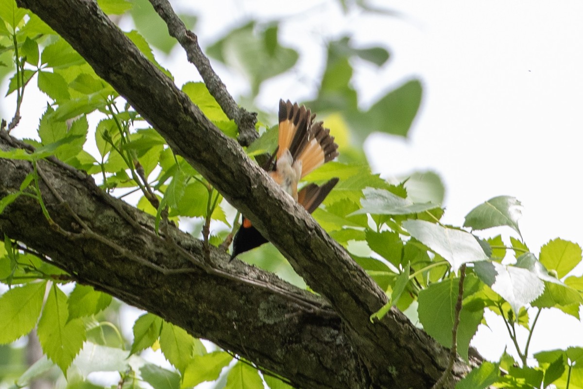 American Redstart - Camille James