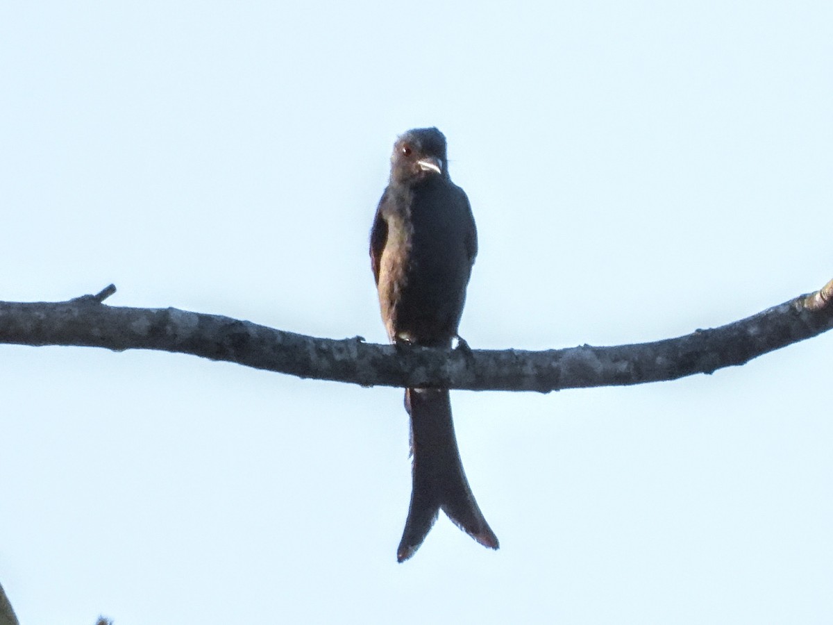 Ashy Drongo - ML618587177