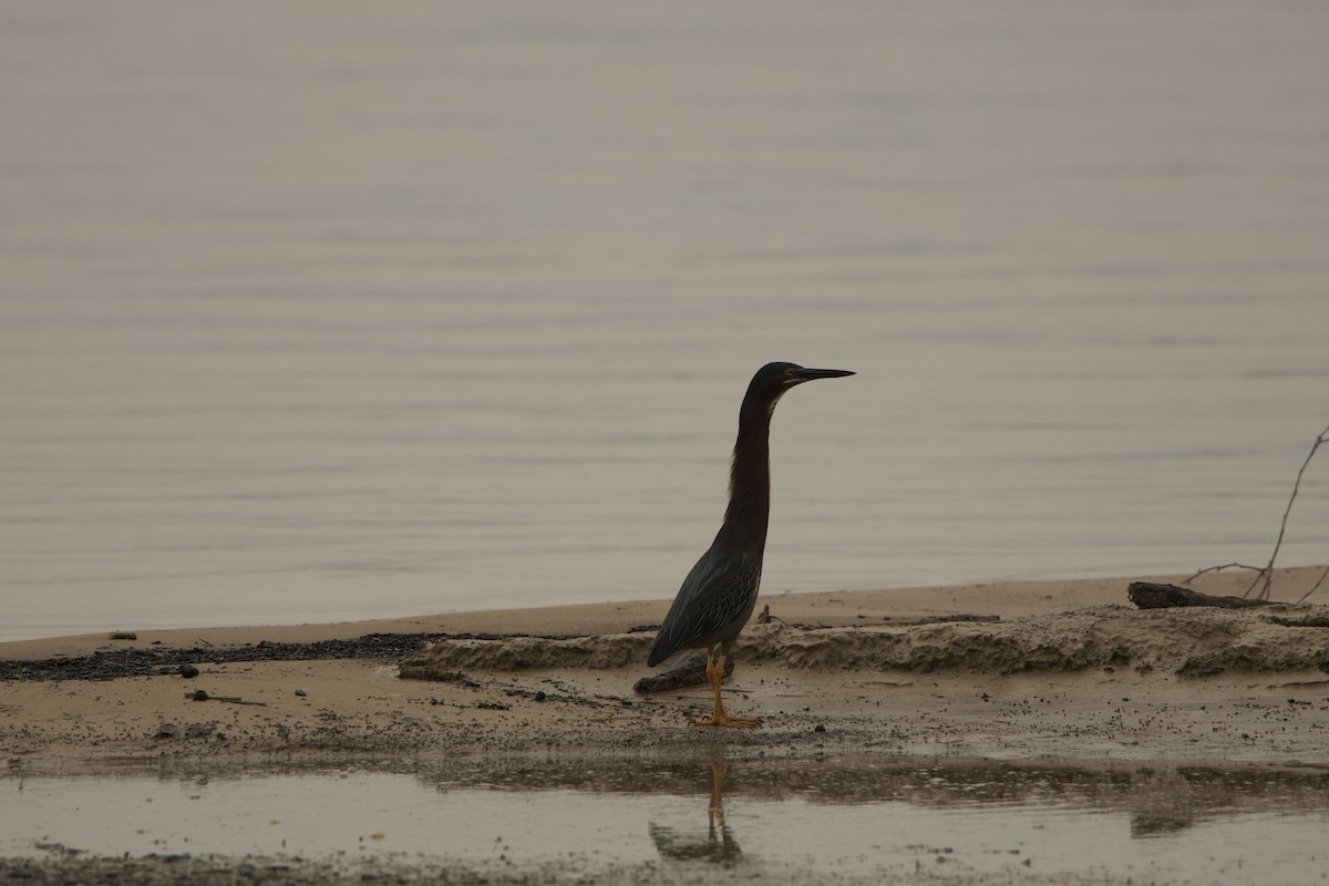 Green Heron - Benjamin Dillard