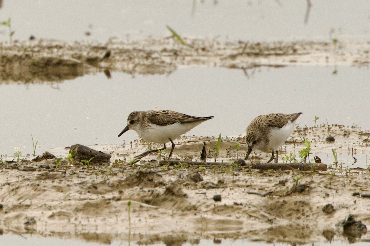 Semipalmated Sandpiper - Benjamin Dillard