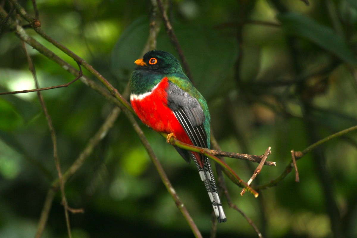 Masked Trogon - Clyde Blum