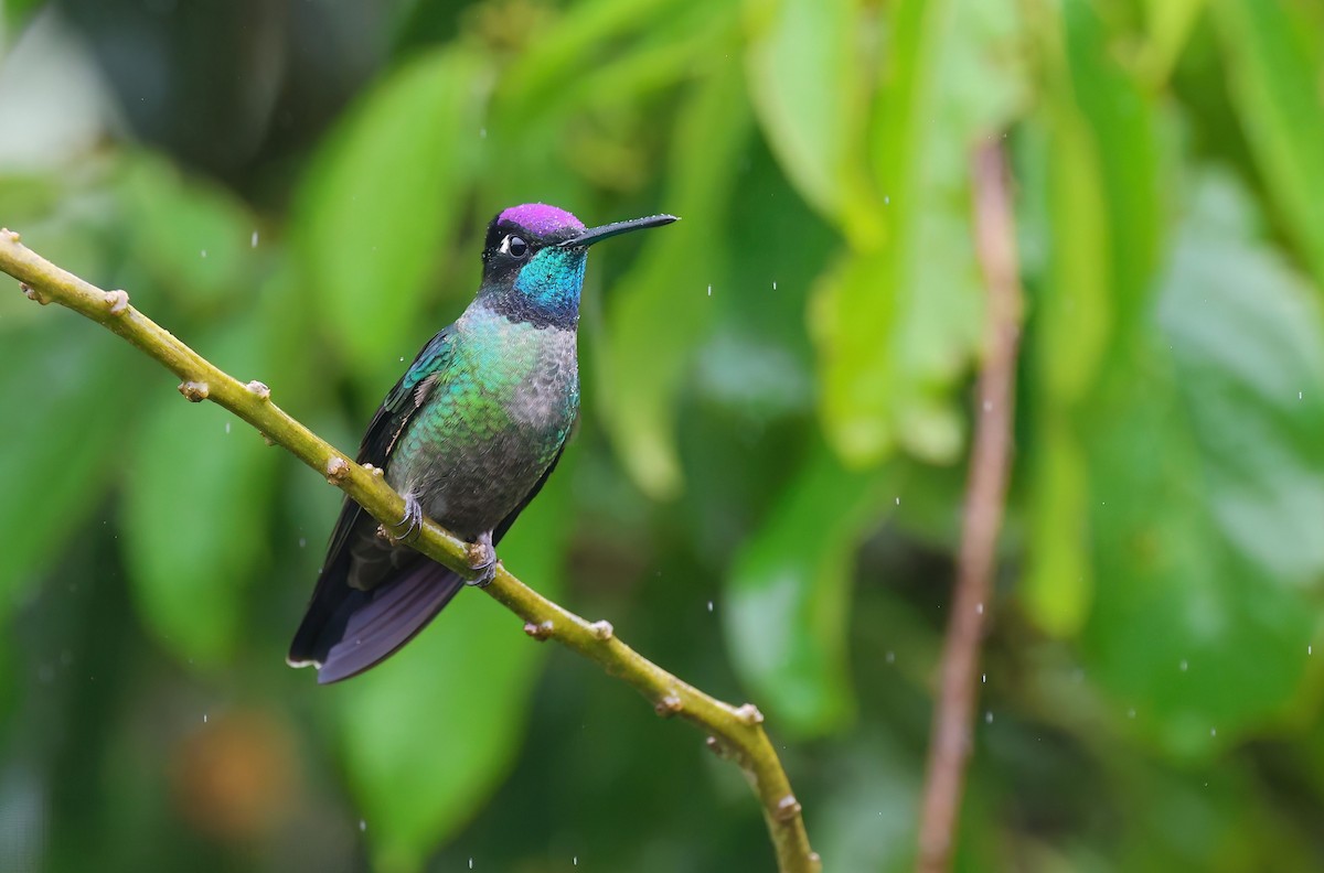 Talamanca Hummingbird - Channa Jayasinghe