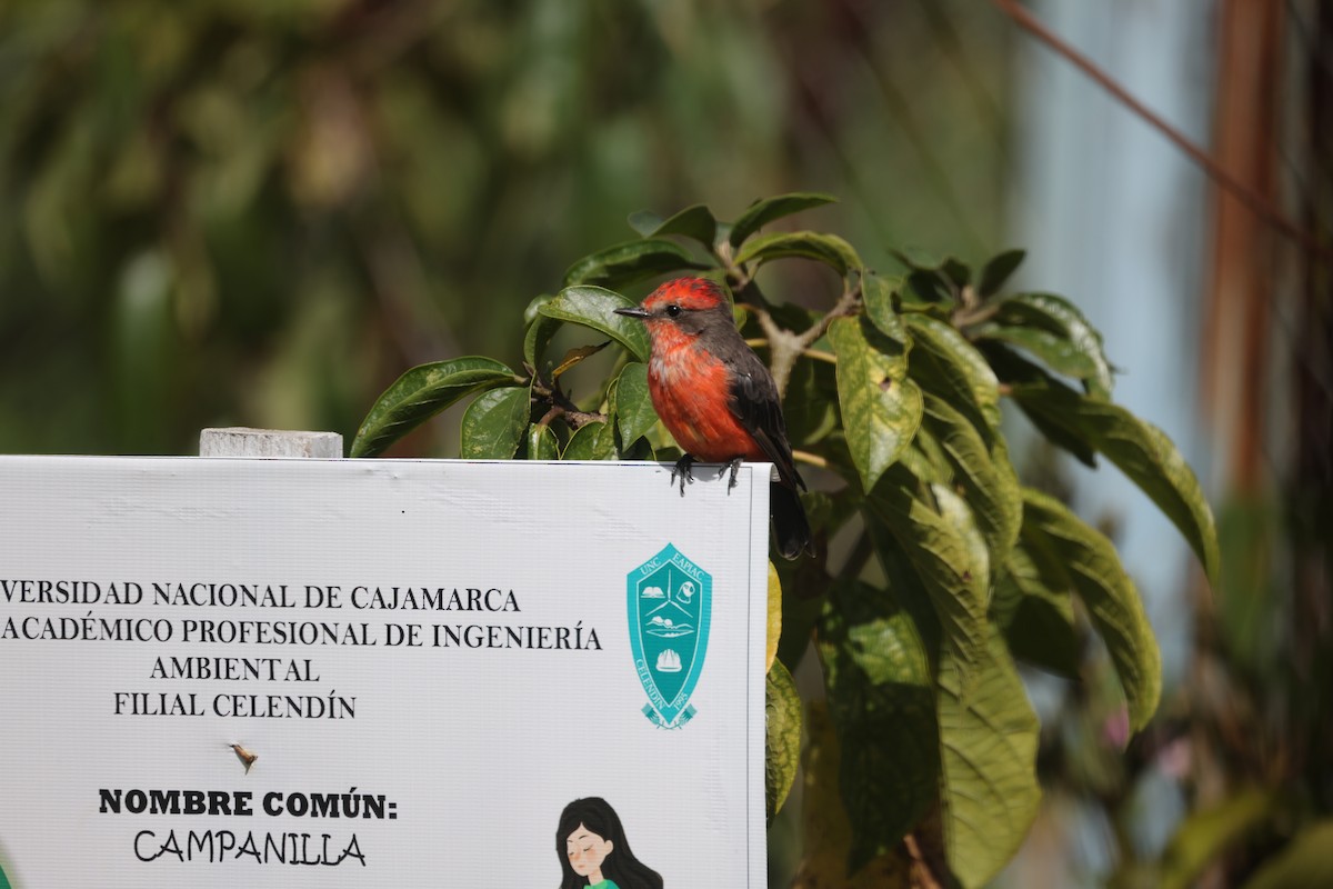 Vermilion Flycatcher - Manuel Roncal