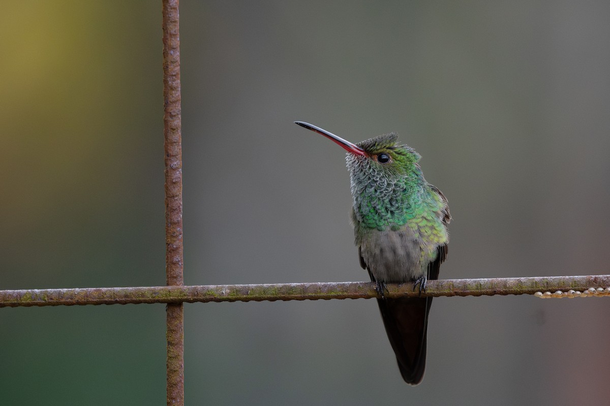 Rufous-tailed Hummingbird - Steve Heinl