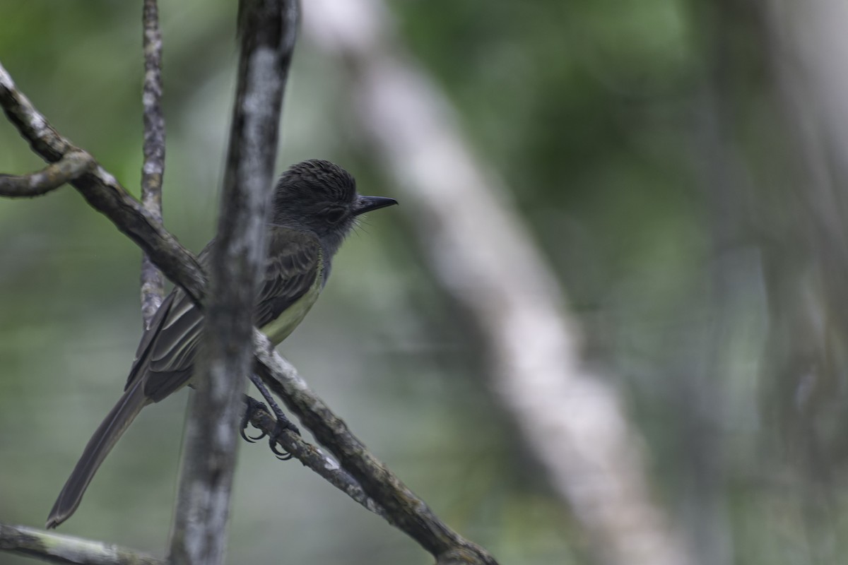 Panama Flycatcher - George Roussey