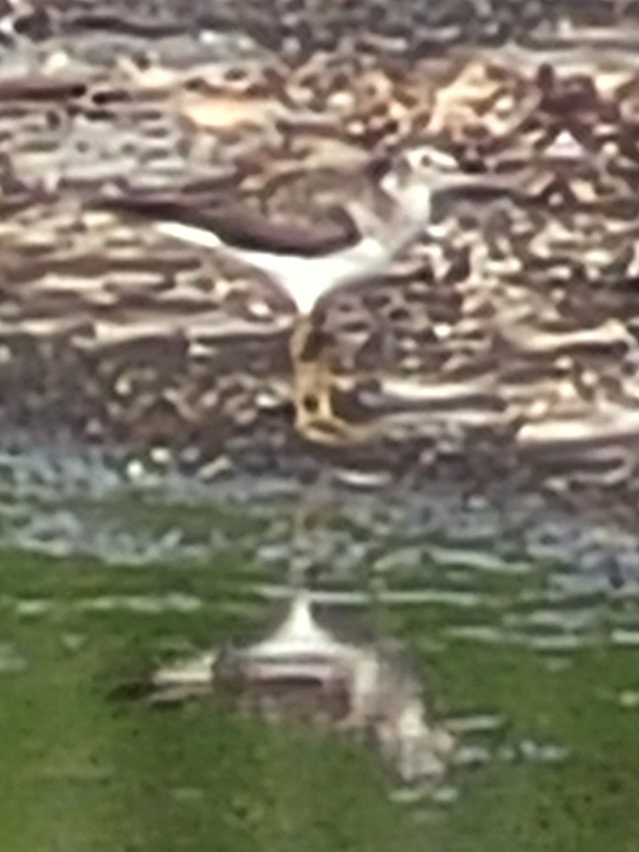 Solitary Sandpiper (solitaria) - ML618587365